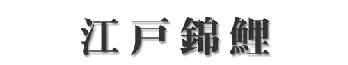 江戸錦鯉