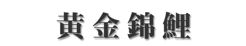 黄金錦鯉